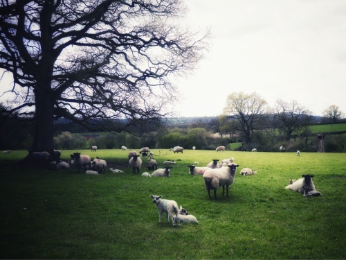 Sheep and Lambs