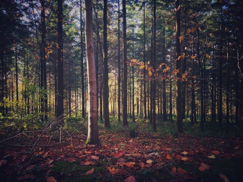 Autumn colours.