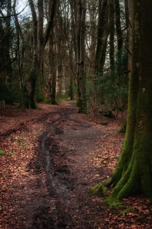 The Avenue
