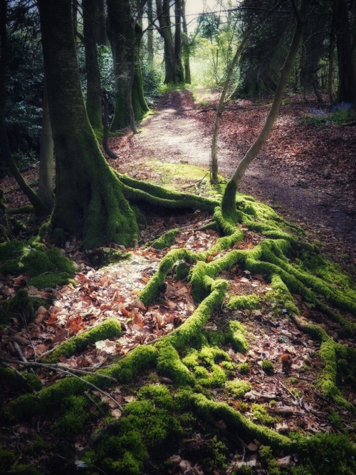 Twisted Tree Roots