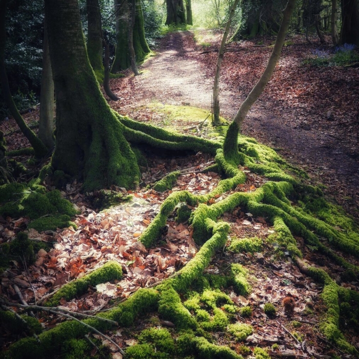 Twisted Tree Roots