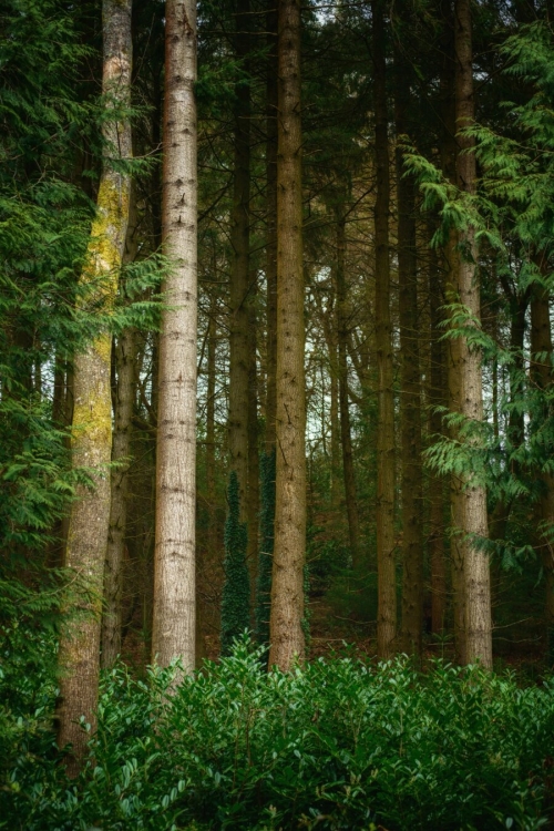 Tall Trees