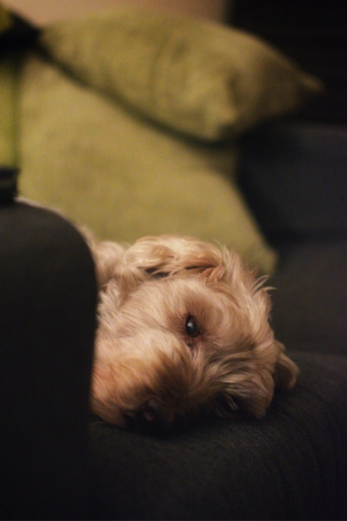 Sleepy Dog